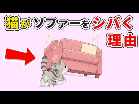 猫がソファーで爪とぎする３つの理由と意外なしつけと対策法 猫 雑学 豆知識 トリビア