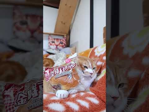 金時豆パン　260516　 cat のせ猫 cute　 ネコ ねこ 金時豆パン　 猫金時豆パン 金時豆 kitty…