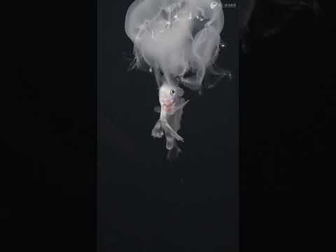 ハナビラウオの幼魚 サムネイル