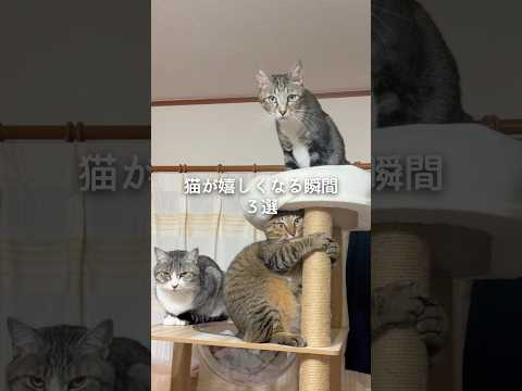 話題の猫動画！猫が嬉しくなる瞬間ベスト3