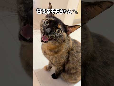 最新トレンド！甘えるモモちゃんの神回が可愛すぎる