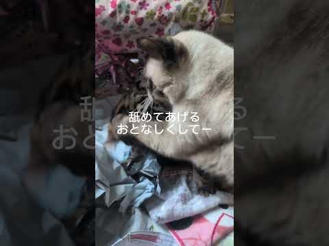 シャム猫ベンガル猫shorts funny cat猫ミャク子ガッツくん サムネイル