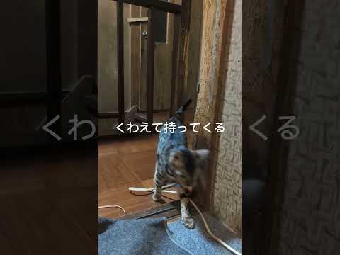ベンガル猫shorts funny 猫catミャク子 サムネイル