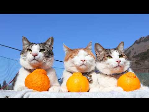 でこぽん　のせ猫　260327 サムネイル