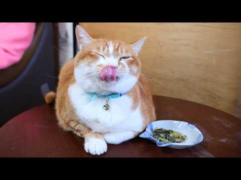 ちゃぶ台の上のわかめの天ぷら　260605 サムネイル
