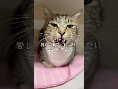 猫が1番愛してる飼い主にだけ見せる行動3選😻 猫 ねこ 猫のいる暮らし 保護猫 猫好きさんと繋がりたい 猫動画 ねこ動… サムネイル