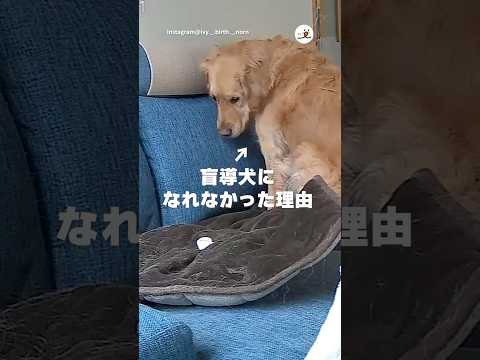 【繊細】元盲導犬候補生バースくん｜PECO サムネイル