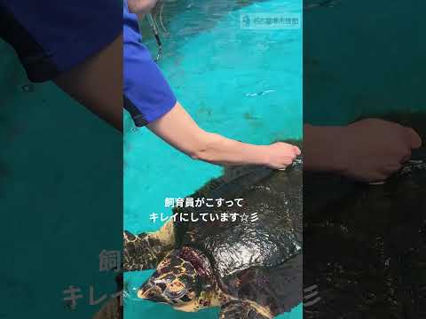 藻の島？！　名古屋港水族館　shorts サムネイル