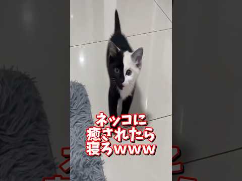 ネッコの動画で癒されたら寝ろｗｗｗ　2ch  動物  猫 癒やし ねこ動画 サムネイル