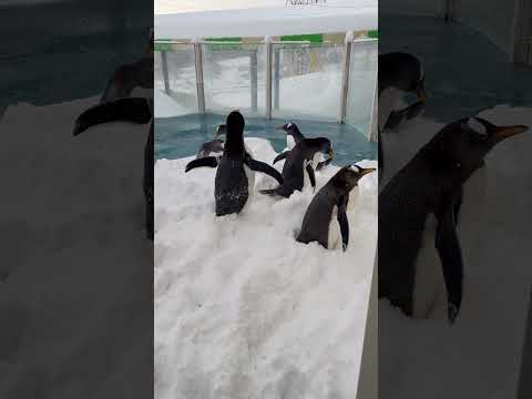 積雪40cm以上‼ サムネイル