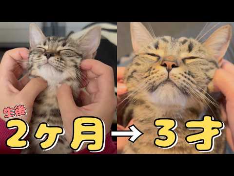 子猫時代も今も...ママのマッサージが大好きでトロける猫　cat 猫