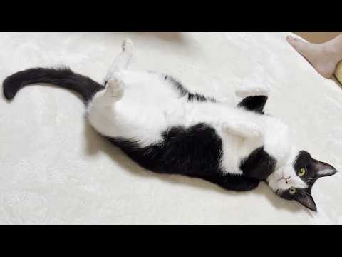 「おやつ」以外は聞こえんかったことにする猫