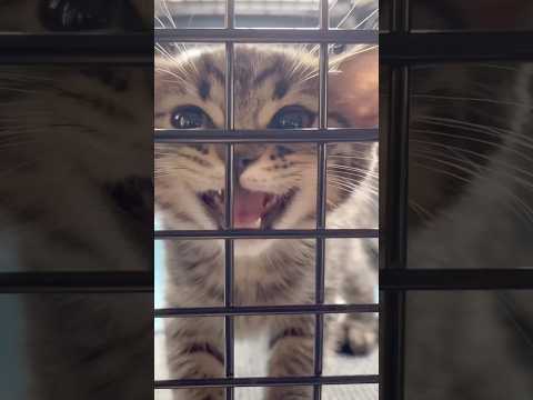 子猫を大切に育てたら、もふもふに育ちましたwww cat 猫 サムネイル