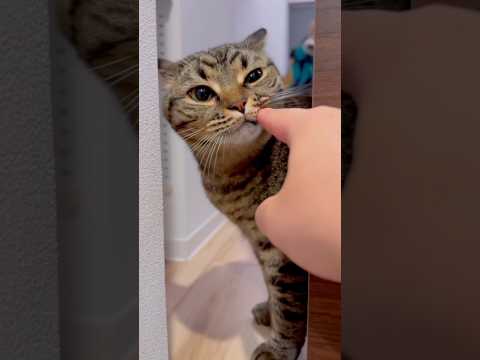 大好きなパパにスリスリが止まらない娘...!! cat 猫 サムネイル