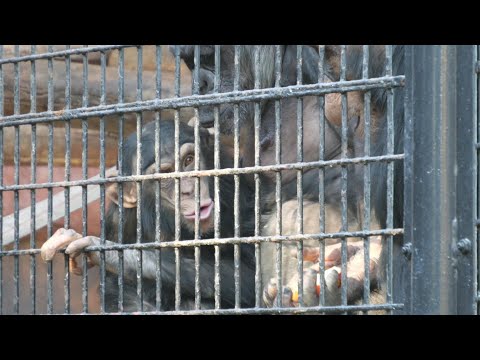 なぜかピーマン人気、こらー！コウタロウ、コハルちゃんのピーマン盗むな！　野毛山動物園　チンパンジー　202512 サムネイル