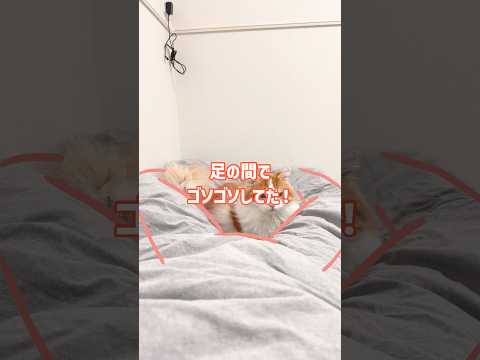 足の間でゴソゴソしてた！マンチカン短足 なんちゃん