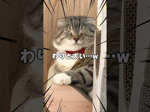 運動不足な猫に自動マッチョ養成おもちゃを試した飼い主の末路がコチラ🤣🤣🤣 猫 サムネイル