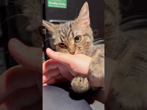 大好きなパパの邪魔をする子猫たちが可愛すぎる... cat 猫 サムネイル