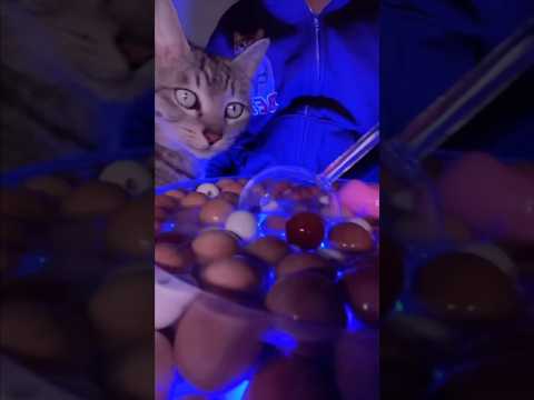 生配信を中断しにきた猫My cat interrupted my live stream. 🐈📡 サムネイル