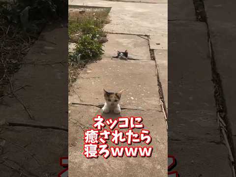 ネッコの動画で癒されたら寝ろｗｗｗ　2ch  動物  猫 癒やし ねこ動画 サムネイル