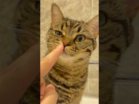 大好きなパパ帰宅で、ぷりぷりが止まらないwww cat 猫