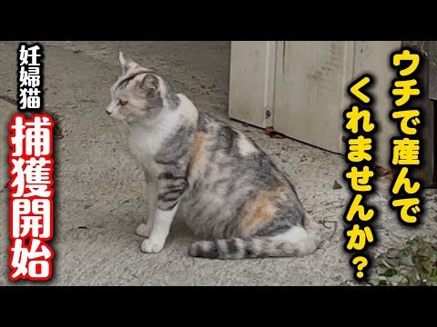 どうしても助けたい…妊婦猫を捕獲します