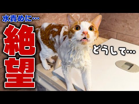 やんちゃで暴れていた猫が水責めされた結果、表情が絶望的すぎましたwww サムネイル