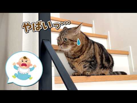 赤ちゃんが泣かないかヒヤヒヤしながら見守る猫たちが可愛すぎる！ サムネイル
