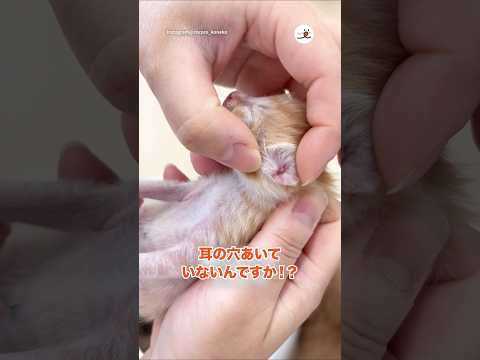 知らなかった事実｜PECO