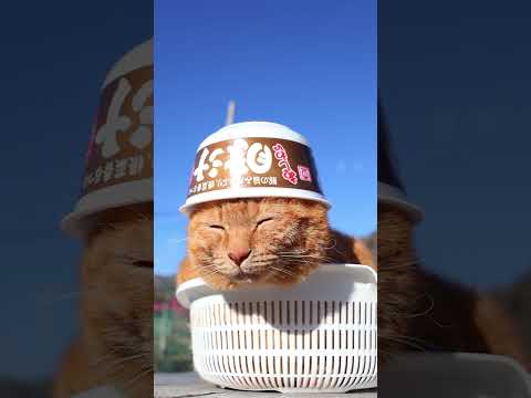 あじわい豚汁うどん　260306　のせ猫　 cat ネコ cute　 猫のいる暮らし　 ねこ　 猫　cutecat… サムネイル