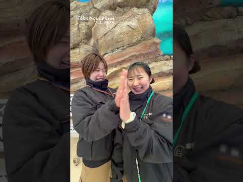 《鳥羽水族館》❤️✖️💚を混ぜたら何色になる⁉️ 鳥羽水族館 tobaaquarium カリフォルニアアシカ colo… サムネイル
