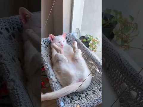 かわねこ大集合😘