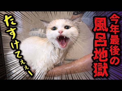 お風呂嫌いのニャンコ様が全力で助けを求めた結果…！！！ サムネイル