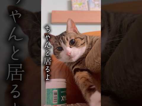 球太の第一回オフ会大成功でした cats shorts 球太 サムネイル