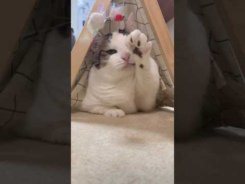 たぶん手が短いから届かない サムネイル