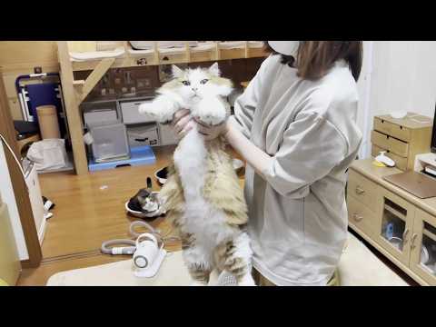 暑いから上着を脱がしてもらうモフモフ猫 サムネイル