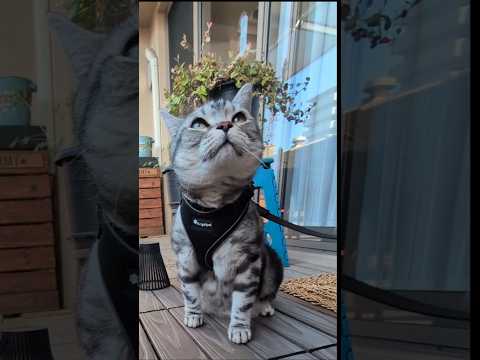アメショーのラッテ アメショ アメリカンショートヘア 猫と暮らす家＃猫との暮らし猫 サムネイル