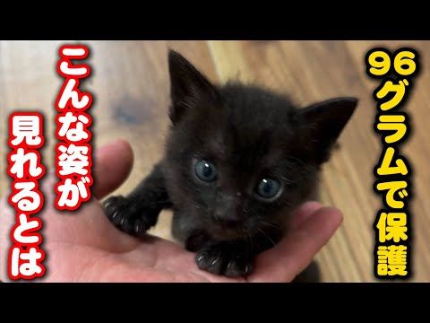 体重96gの子猫が奇跡を起こしました