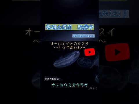 オールナイトカモスイ　～くらげまみれ～ 246　ナンヨウミズクラゲ サムネイル