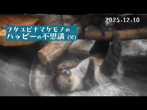 【東山動植物園公式】ハッピーの不思議《 フタユビナマケモノ　ナマケモノ 》 animals short サムネイル