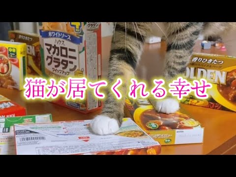 何をしても可愛い猫 サムネイル