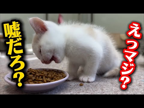 未熟児だった子猫が突然…凄く驚きました サムネイル