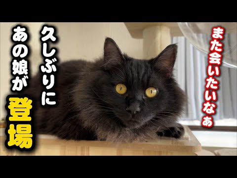 ひとりぼっち彷徨った子猫の現在の姿が… サムネイル