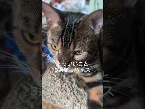 ミャク子さんベンガル1歳3ヶ月shorts funny 猫catミャク子ベンガル猫