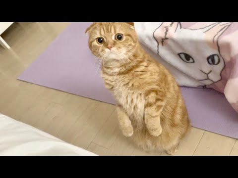 話題の癒し系！おかしな行動をする猫の日常 サムネイル