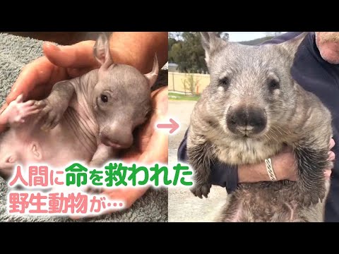 【ウォンバットとの暮らし】 事故で母を亡くした野生の赤ちゃんウォンバットを保護したお話（ナレーション有） サムネイル