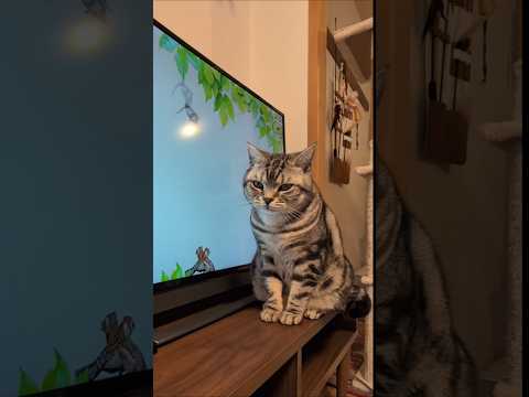 アメショーのラッテ アメショ アメリカンショートヘア 猫と暮らす家猫との暮らし猫 サムネイル