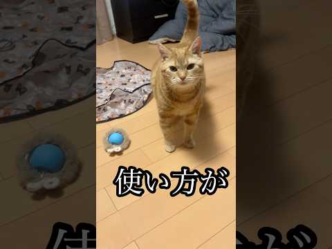 使い方が ねこ cat おもちゃ アメショ うめ サムネイル