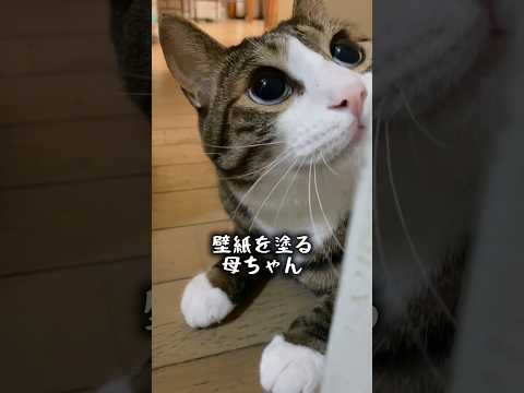 主婦でも出来るDIY cats DIY球太 サムネイル
