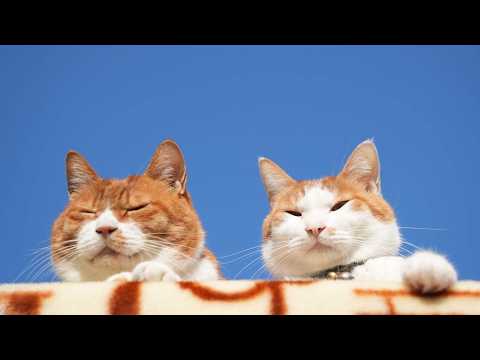 青空のちろぽん 　260226 サムネイル